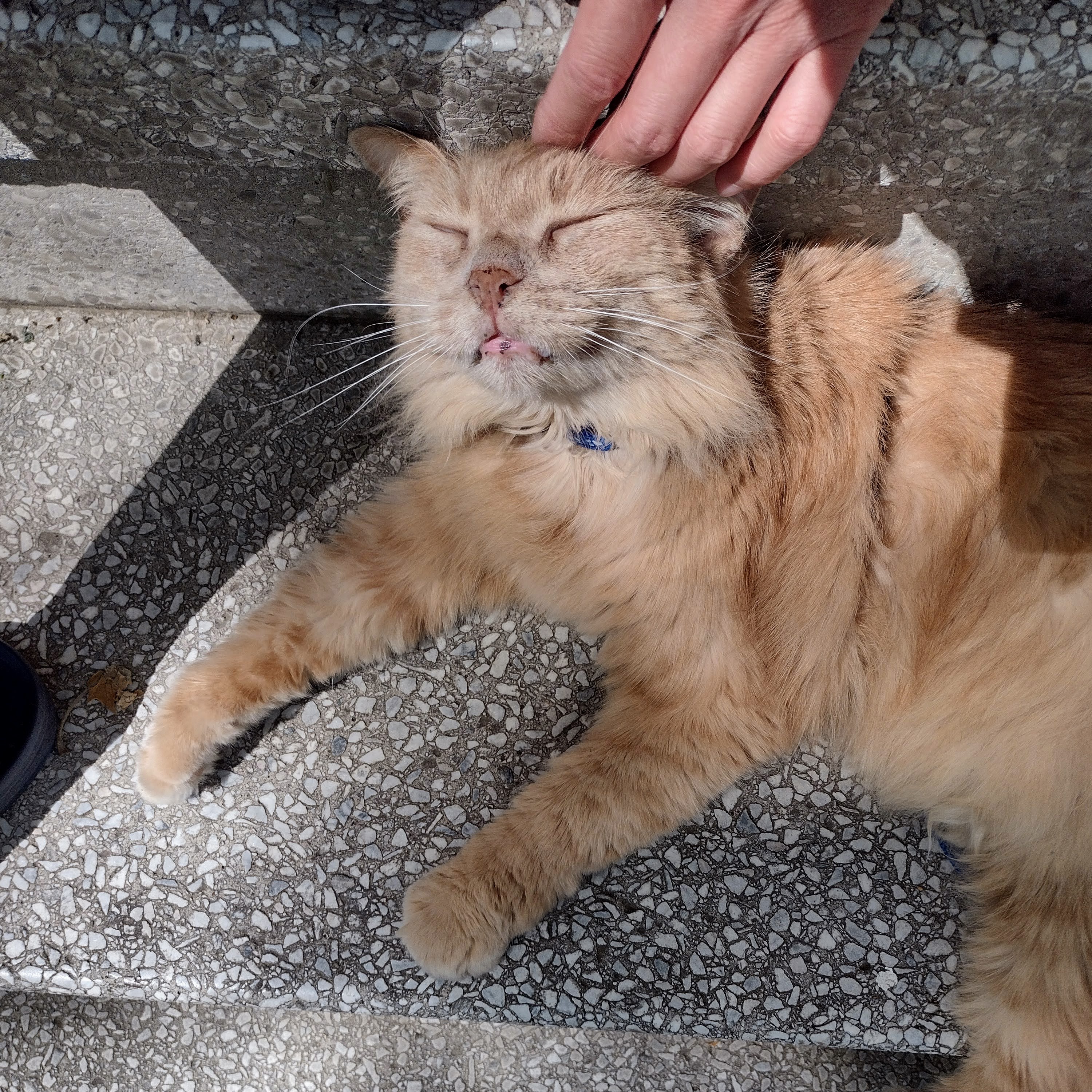 Floofy enjoying a gentle head scratch