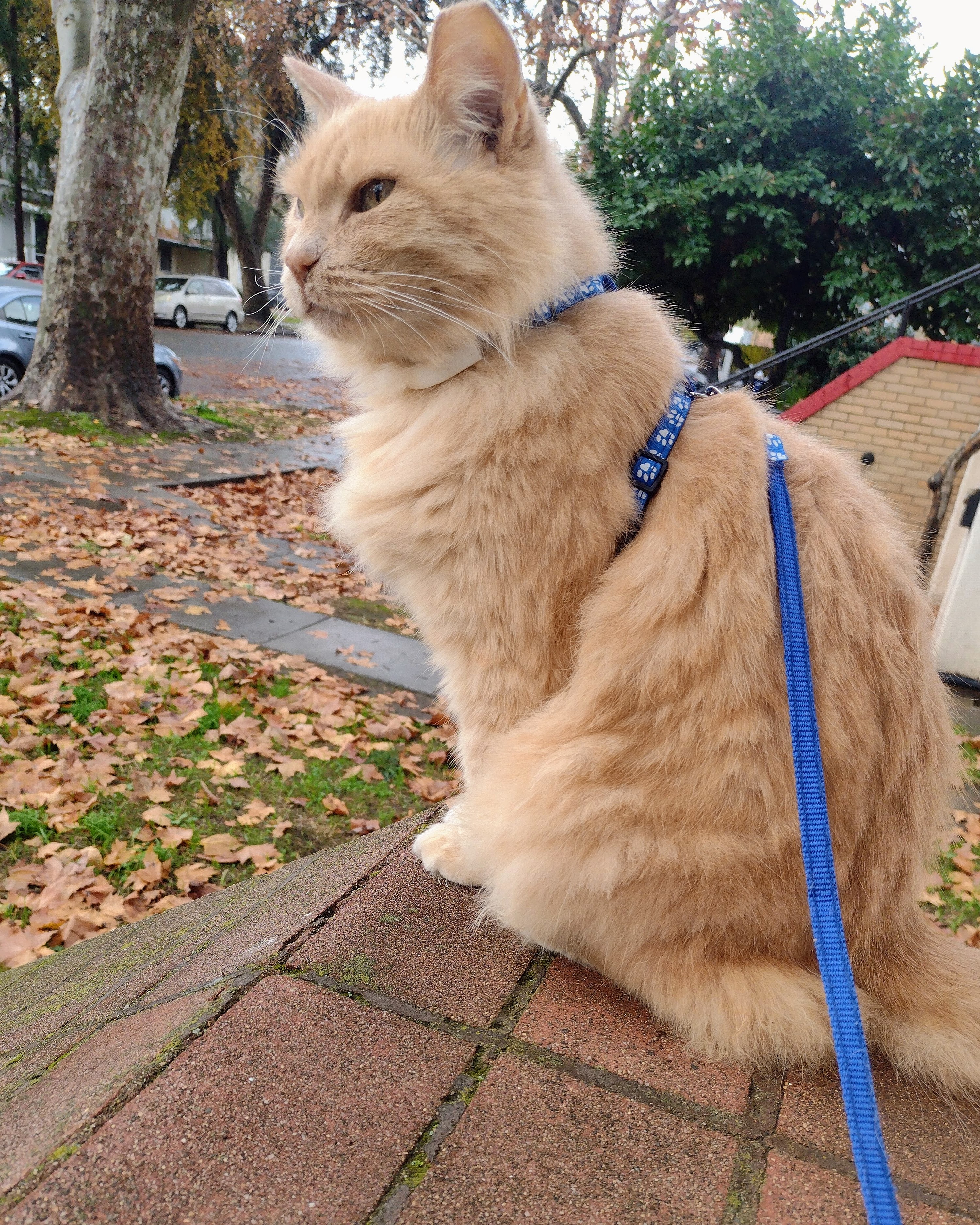 Floofy on a leash