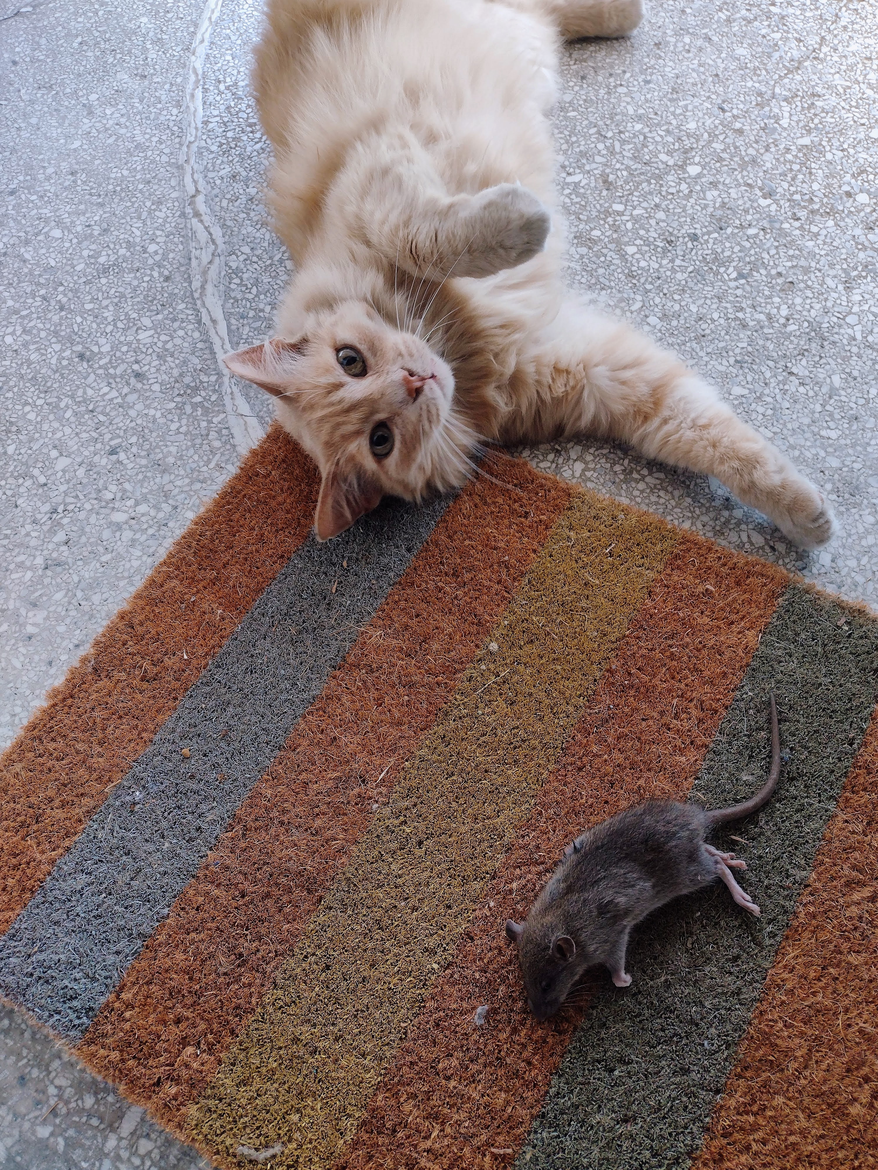 Floofy bring gift from his hunt